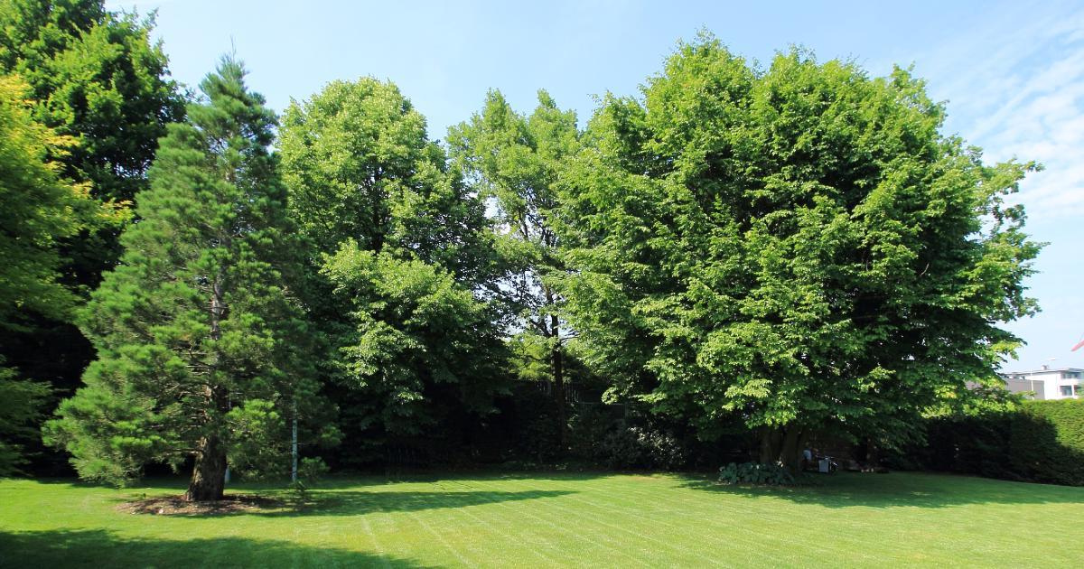ak pfl sequoia