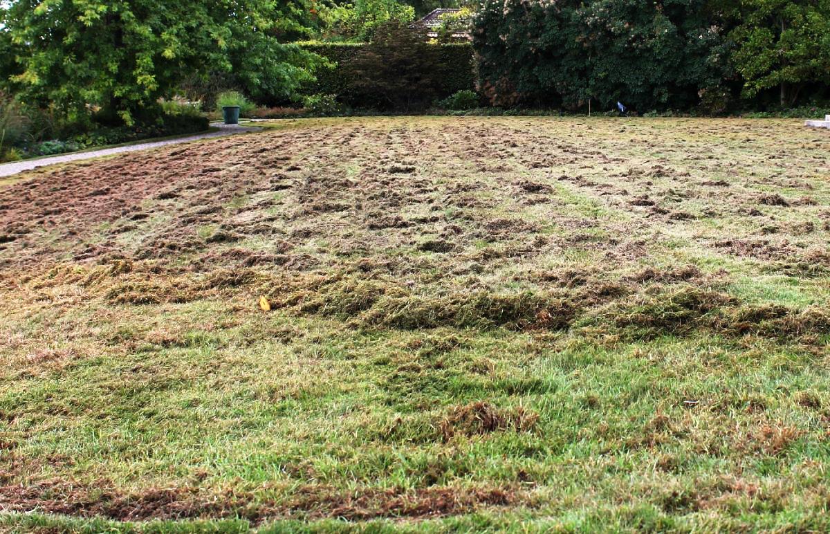 Dadurch erhält der Rasen wieder viel Platz um sich zu entfalten.